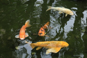 Colorful ornamental red, orange and white Koi, Bekko nishikigoi, with stretched barbels swimming in dark green waters of shallow outdoor pool