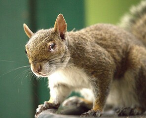 A squirrel with the eje sick