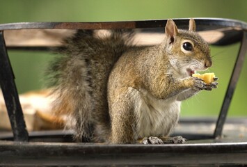  the squirrel eating in the foterst