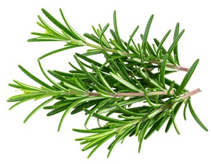 Fototapeta premium Fresh rosemary sprigs, top view