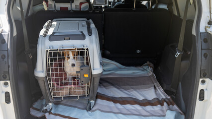 Jack Russell Terrier Dog in Travel Bag Animals in Car Trunk. 