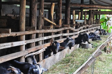 Close-up of a goat in a farm, showing its curious expression and detailed features.