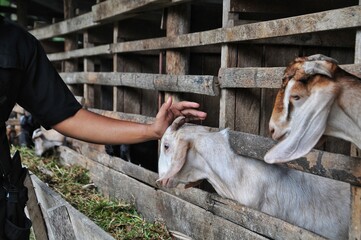Close-up of a goat in a farm, showing its curious expression and detailed features.