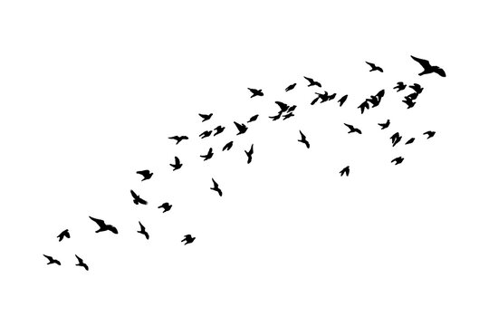 bird silhouette