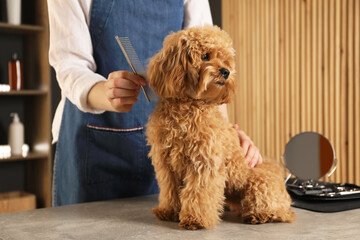 Groomer combing cute dog's hair in salon, closeup