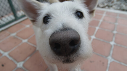 Curious White Dog Closeup Nose Portrait – Adorable Playful Furry Canine with Button Eyes – Pawfect Loyal Pet Companion – Joyful Happy Family Friend – Captivating Nature Photography