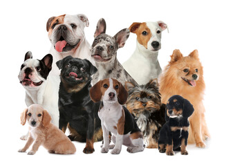 Group of cute dogs on white background