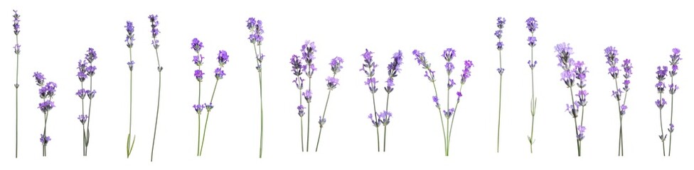Naklejka premium Beautiful lavender flowers on white background, set
