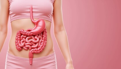 Woman Digestive System Anatomy Illustration Stomach Intestines Healthy Gut
