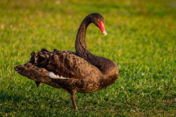 Fototapeta premium a beautiful black swan captured in garden, Cygnus atratus.