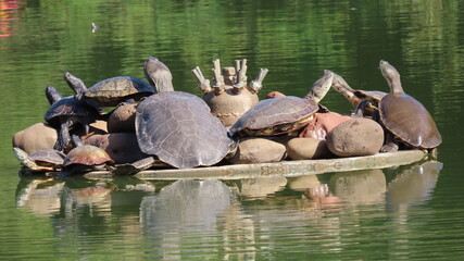 turtles in the pond