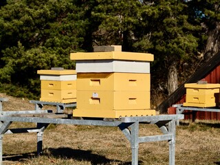 Bees on a beehive in the early spring. The western honey bee or European honey bee (Apis mellifera). Sweden