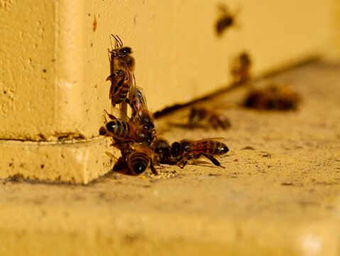 Bees on a beehive in the early spring. The western honey bee or European honey bee (Apis mellifera). Sweden