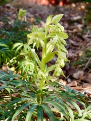 Flowering of the stinking hellebore (Helleborus foetidus) in the spring, also dungwort, setterwort...