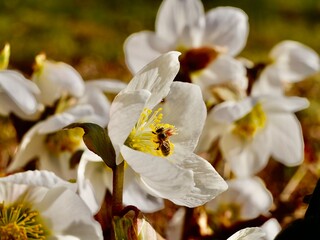 White flowers of the Christmas rose (Helleborus niger) or black hellebore in the spring. Sweden