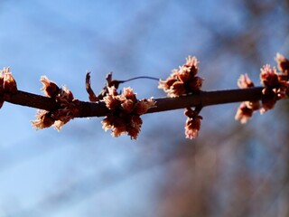 Flowers of the silver maple (Acer saccharinum) in spring, creek maple, silverleaf maple, soft maple, large maple, water maple, swamp maple, white maple. Sweden