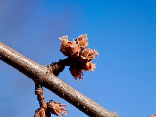 Flowers of the silver maple (Acer saccharinum) in spring, creek maple, silverleaf maple, soft maple, large maple, water maple, swamp maple, white maple. Sweden