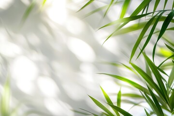 Soft Sunlight Through Tropical Leaves On White Wall