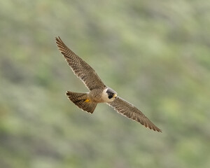 Peregrine Falcon (Falco peregrinus) taken on Pacific Coast of California