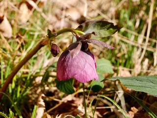 Obraz premium Pink flowers of the purple-flowered Christmas rose (Helleborus purpurascens) in spring. Sweden