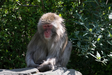 The Japanese Macaque (Macaca fuscata), also known as the Snow Monkey.
