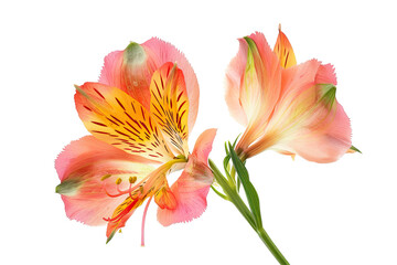 Fototapeta premium Alstroemeria Flowers Isolated On White