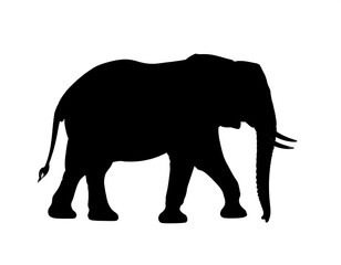 Fototapeta premium Silhouette of an elephant (1)