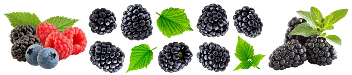 moras deliciosas frescas fotografía macro moras en varias presentaciones aislado png alta...