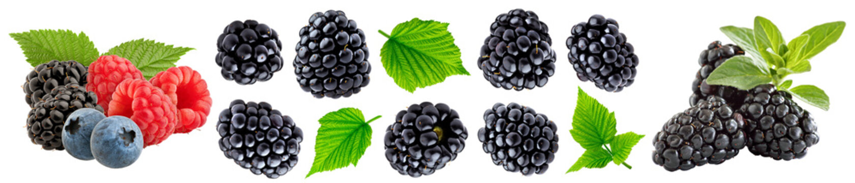 moras deliciosas frescas fotograf&iacute;a macro moras en varias presentaciones aislado png alta resoluci&oacute;n mora madura fresca fondo blanco imagen alta resoluci&oacute;n   