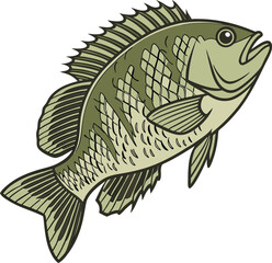 Tilapia Sea Fish Vector Illustration: Detailed Aquatic Design in Earthy Green Line Art Style