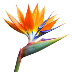 Bird of paradise flower isolated on white background