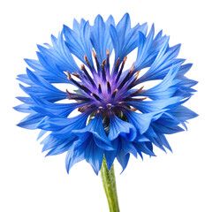 Cornflower isolated on white background