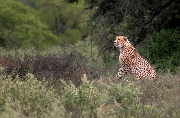 Cheetah in the wild of Kwazulu Natal
