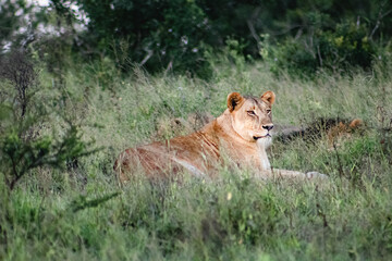 Lioness in the Wild 