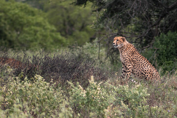 Cheetah in the wild of Kwazulu Natal