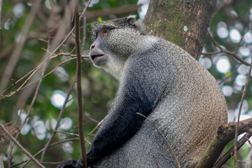 Skyes Monkey in Kwazulu Natal 