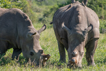 Obraz premium White rhino and calf