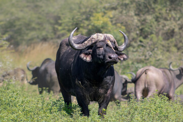 Buffalo in the wild