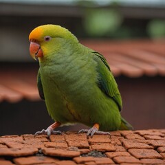 Naklejka premium Colorful tropical macaws, including green-winged, red and yellow, and red and green varieties, are exotic avian parrots with vibrant feathers