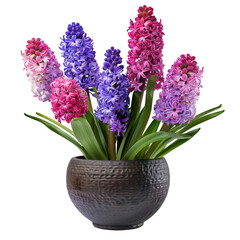 Fototapeta premium Hyacinth Flowers In A Pot. Floral Arrangement In Full Bloom, Vibrant Colors, And On A White Background.