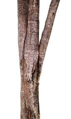 trunk of a tree on white background isolated