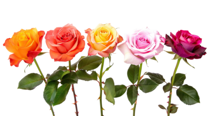 Colorful Roses In A Row Isolated On White Background. Floral Decorative Concept.