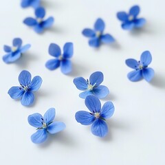 Delicate Light Blue Flowers On White Background