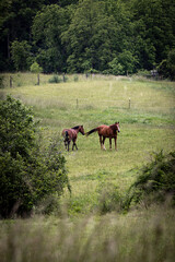 Fototapeta premium horses in the hill