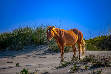 Corolla wild horses Outer Banks NC