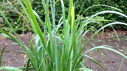 Fresh Lemongrass Plant, Aromatic Cymbopogon Citratus in Garden, Culinary and Herbal Ingredient