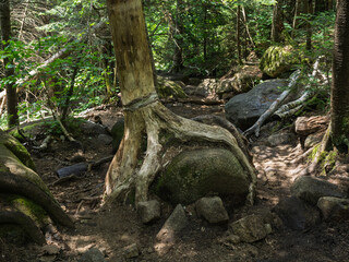 Tree root gripping a rock like a hand on the rocky path to Cascade Mountain, Lake Placid, New York State.