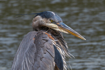 Portrait of an angry great blue heron.