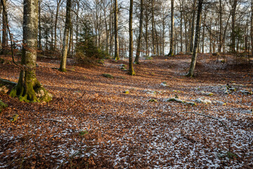 Snowy forest floor with autumn leaves and mossy trees in sunlight