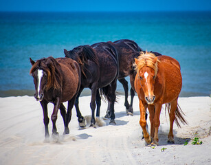 Wild horses on Corolla Beach North Carolina Outer Banks 